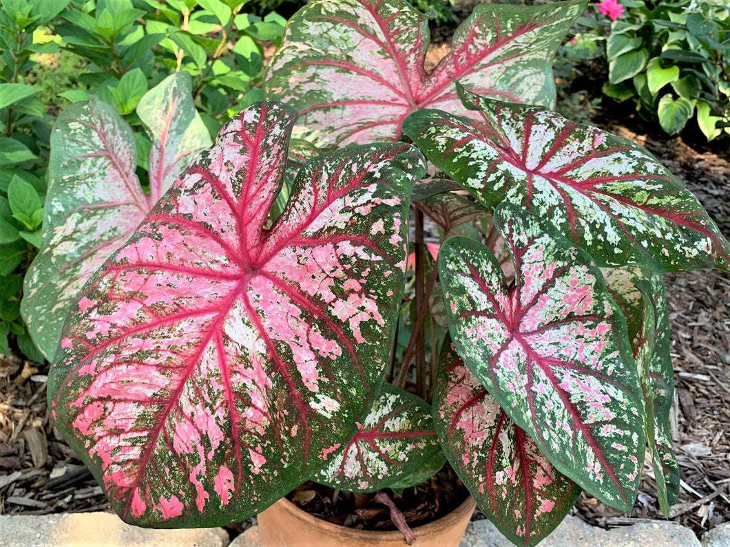 Caladium Cherry Blossom