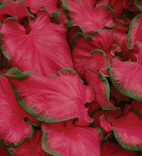 Charger l&#39;image dans la galerie, Caladium Cherry Tart
