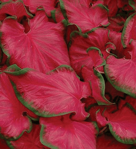 Caladium Cherry Tart