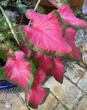 Charger l&#39;image dans la galerie, Caladium Cherry Tart
