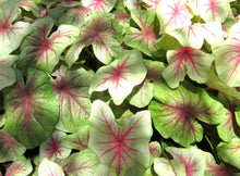 Load image into Gallery viewer, Caladium Mint Julep
