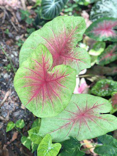 Caladium Mint Julep