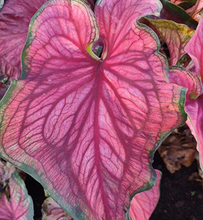 Load image into Gallery viewer, Caladium Sizzle
