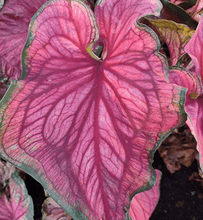 Charger l&#39;image dans la galerie, Caladium Sizzle
