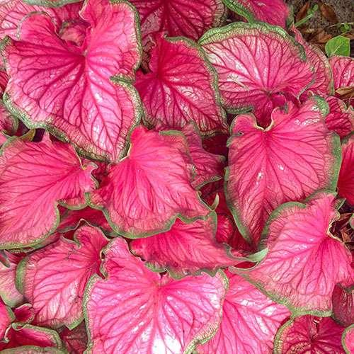 Caladium Sizzle