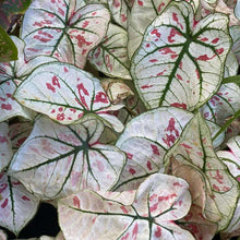 Load image into Gallery viewer, Caladium Strawberry Star
