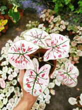 Load image into Gallery viewer, Caladium Strawberry Star
