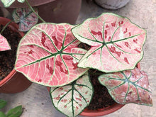 Load image into Gallery viewer, Caladium Strawberry Star
