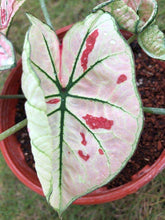 Load image into Gallery viewer, Caladium Strawberry Star
