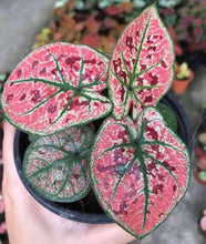 Load image into Gallery viewer, Caladium Strawberry Star
