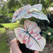 Load image into Gallery viewer, Caladium Strawberry Star
