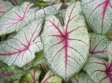 Charger l&#39;image dans la galerie, Caladium White Queen
