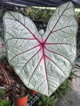 Charger l&#39;image dans la galerie, Caladium White Queen
