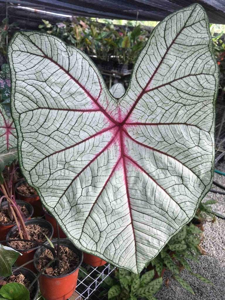 Caladium 'White Queen' tuber