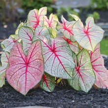 Charger l&#39;image dans la galerie, Caladium White Queen
