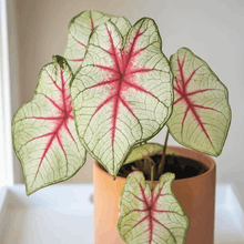 Charger l&#39;image dans la galerie, Caladium White Queen
