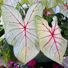 Load image into Gallery viewer, Caladium White Queen
