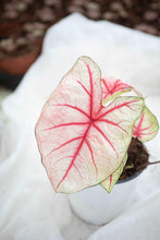 Load image into Gallery viewer, Caladium White Queen
