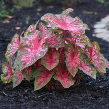 Charger l&#39;image dans la galerie, Caladium Carolyn Whorton
