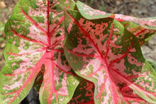 Charger l&#39;image dans la galerie, Caladium Carolyn Whorton
