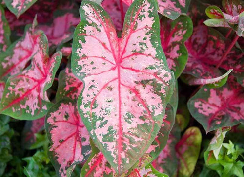 Caladium Carolyn Whorton