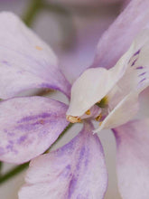 Load image into Gallery viewer, Larkspur Fancy Belladonna
