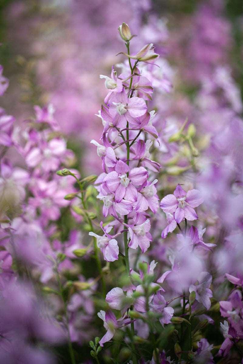 Larkspur Fancy Belladonna