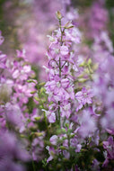 Larkspur Fancy Belladonna
