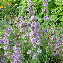 Load image into Gallery viewer, Larkspur Misty Lavender
