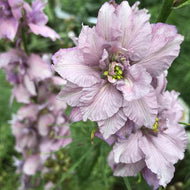 Larkspur Misty Lavender