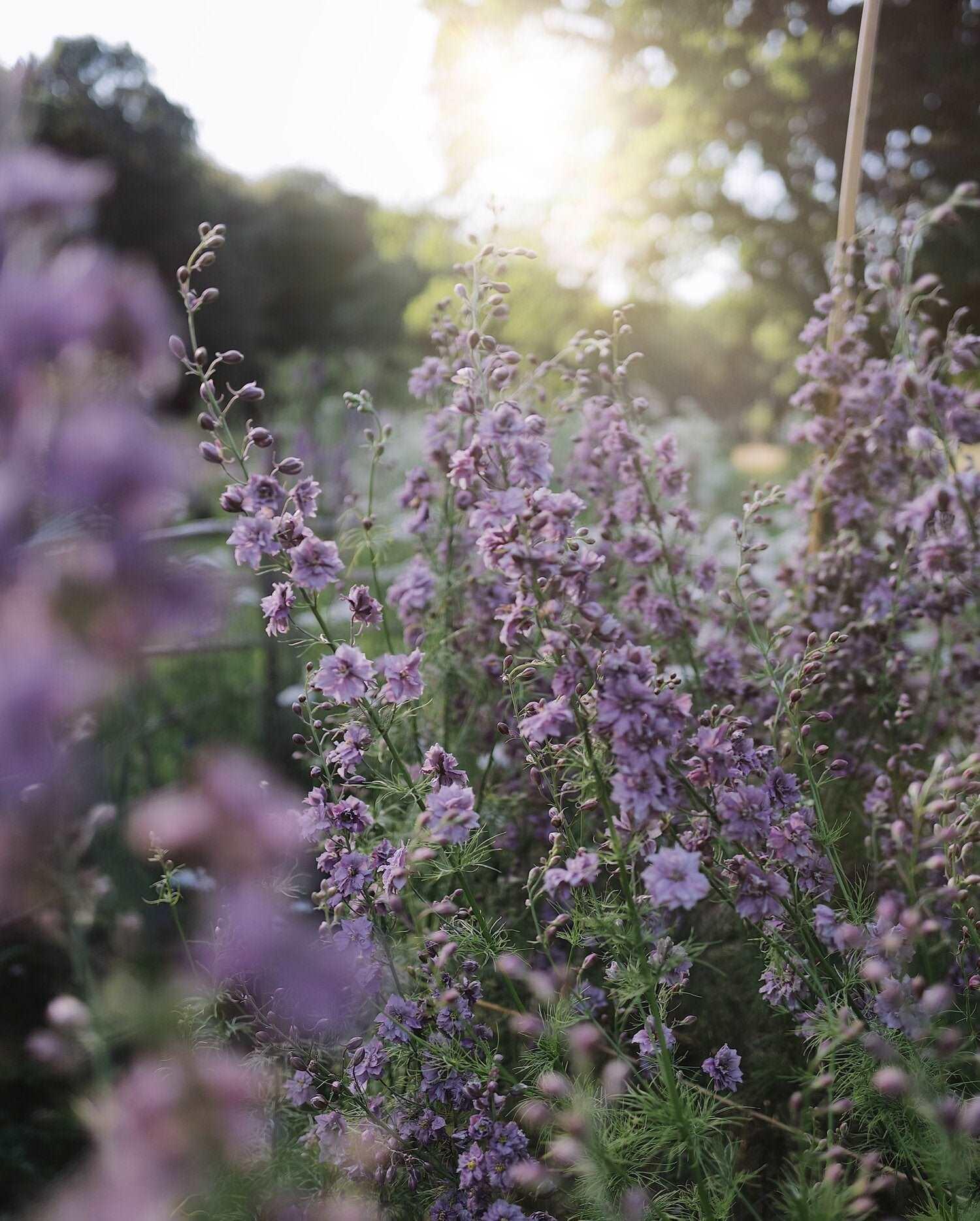 larkspur misty lavender seeds Larkspur Misty Lavender