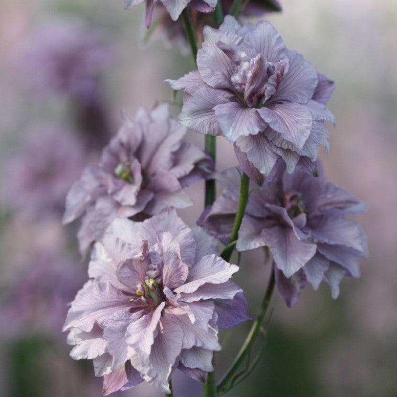 larkspur misty lavender seeds Larkspur Misty Lavender