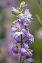 Load image into Gallery viewer, Larkspur Fancy Purple Picotee
