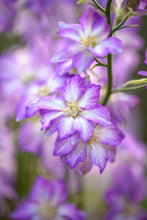 Load image into Gallery viewer, Larkspur Fancy Purple Picotee
