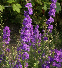 Load image into Gallery viewer, Larkspur Qis Double Lilac
