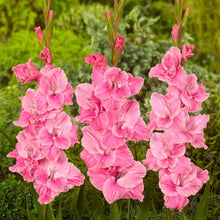 Charger l&#39;image dans la galerie, Gladiolus &quot;Pink Parrot&quot; bulbs
