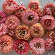 Load image into Gallery viewer, Ranunculus Amandine &quot;Salmon&quot;
