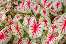 Load image into Gallery viewer, Caladium Fiesta
