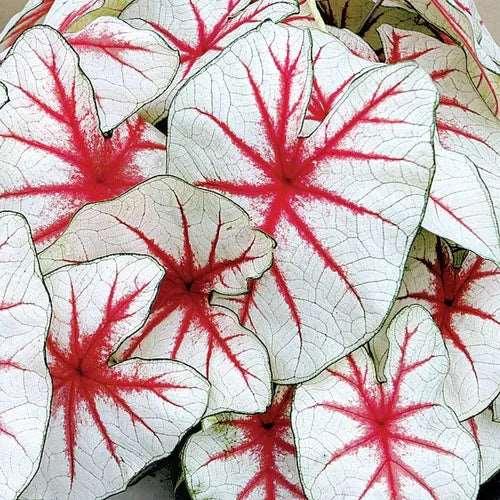 Caladium Fiesta