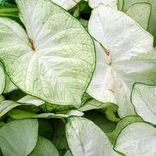 Load image into Gallery viewer, Caladium Florida Moonlight
