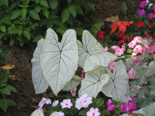 Charger l&#39;image dans la galerie, Caladium Florida Moonlight
