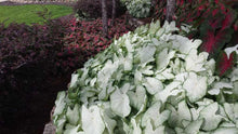 Load image into Gallery viewer, Caladium Florida Moonlight
