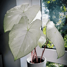 Charger l&#39;image dans la galerie, Caladium Florida Moonlight
