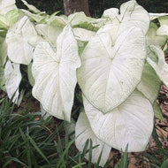Caladium Florida Moonlight