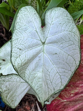 Charger l&#39;image dans la galerie, Caladium Florida Moonlight
