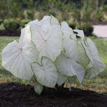 Charger l&#39;image dans la galerie, Caladium Florida Moonlight
