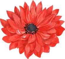 Load image into Gallery viewer, Anemone Fullstar Red
