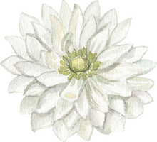 Load image into Gallery viewer, Anemone Fullstar White
