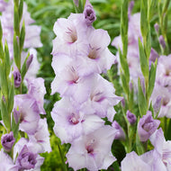 Gladiolus 