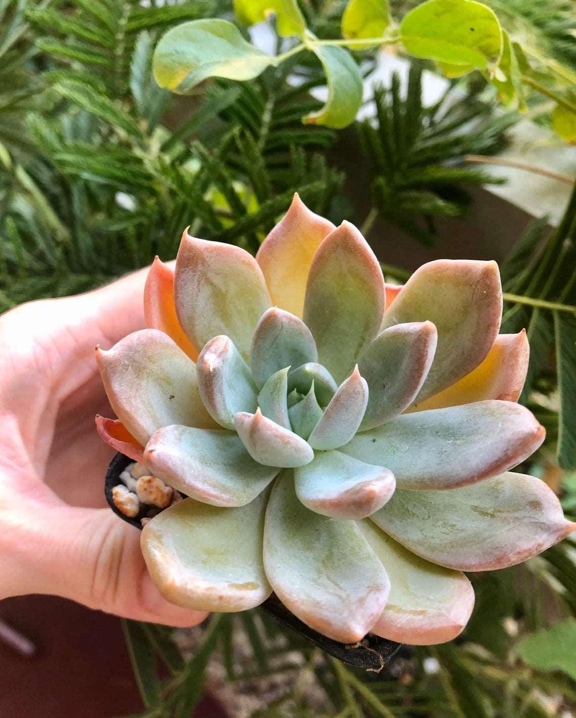 succulent plant malaysia Echeveria Silver Queen